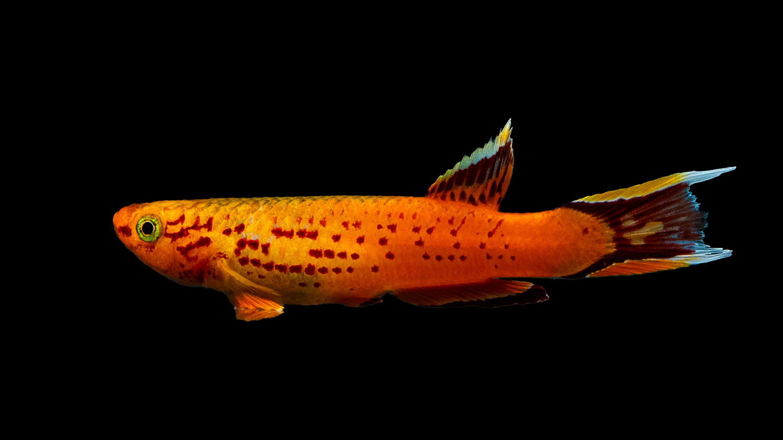 Kap Lopez Prachtkärpfling – Aphyosemion australe im Aquarium