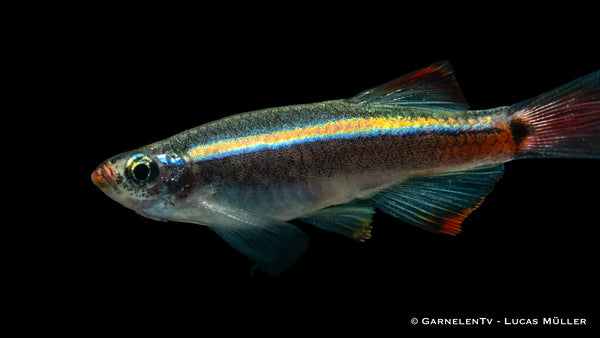 Kardinalfisch "Schleier" - Tanichthys albonubes "Long fin"