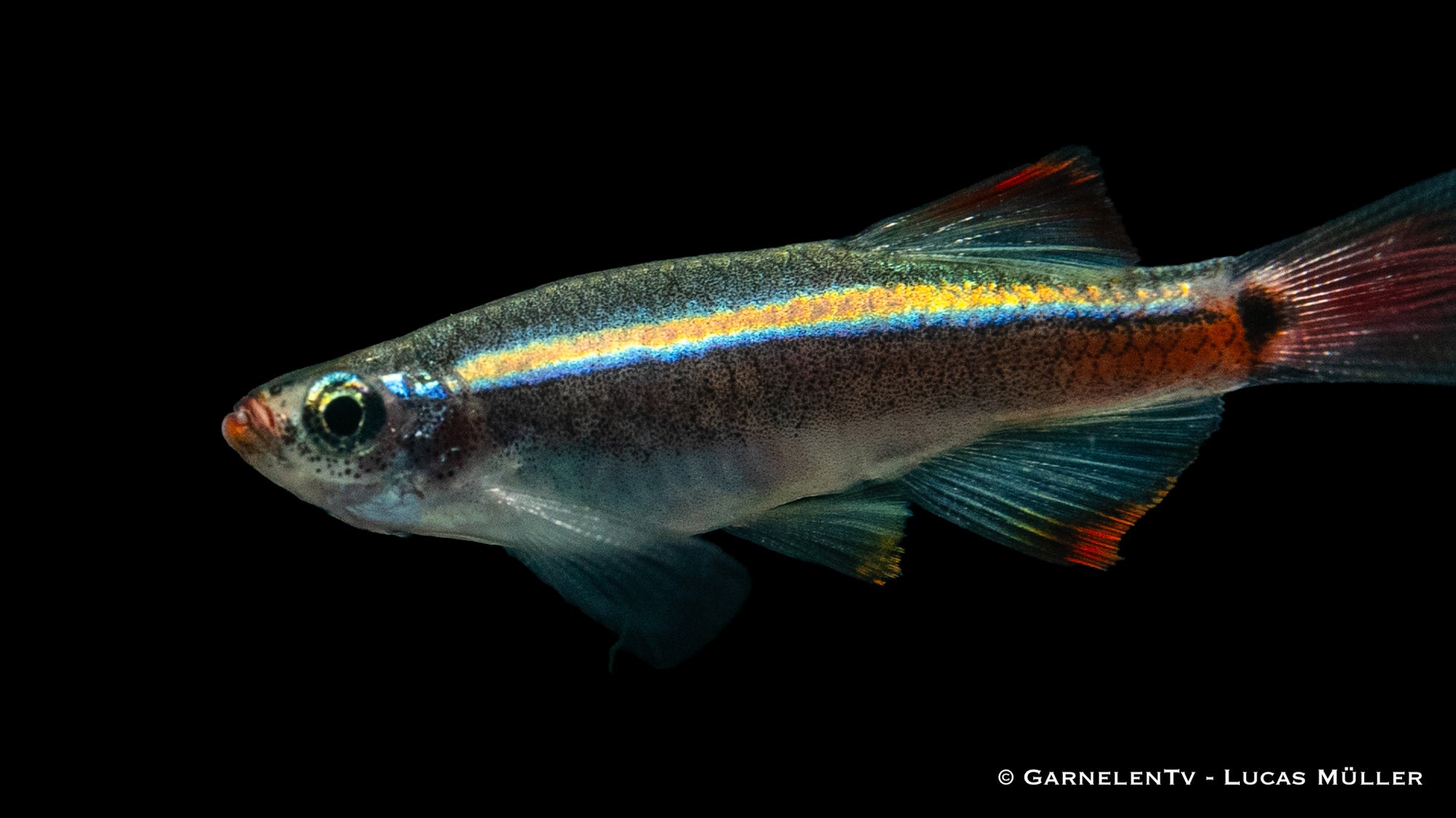 Kardinalfisch "Schleier" (Tanichthys albonubes) im Aquarium
