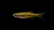 Kardinalfisch (Tanichthys albonubes) im Aquarium