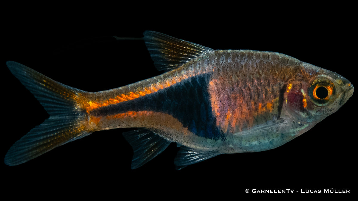 Keilfleckbarbe Trigonostigma heteromorpha im Aquarium