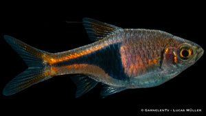 Keilfleckbarbe Trigonostigma heteromorpha im Aquarium