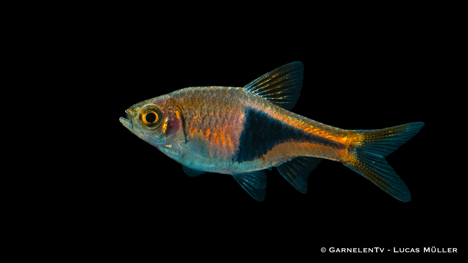 Hengels Keilfleckbärbling im Aquarium