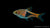 Hengels Keilfleckbärbling im Aquarium