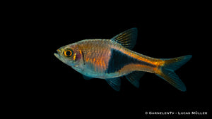 Keilfleckbarbe Schwarmfisch für Aquarien

