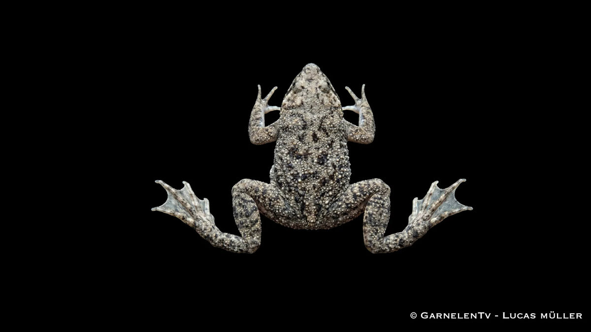Kleine Wabenkröte im Aquarium mit brauner Tarnzeichnung, flacher Silhouette