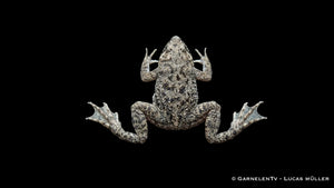 Kleine Wabenkröte im Aquarium mit brauner Tarnzeichnung, flacher Silhouette