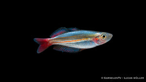 Kleiner Regenbogenfisch - Melanotaenia macculochi Männlich