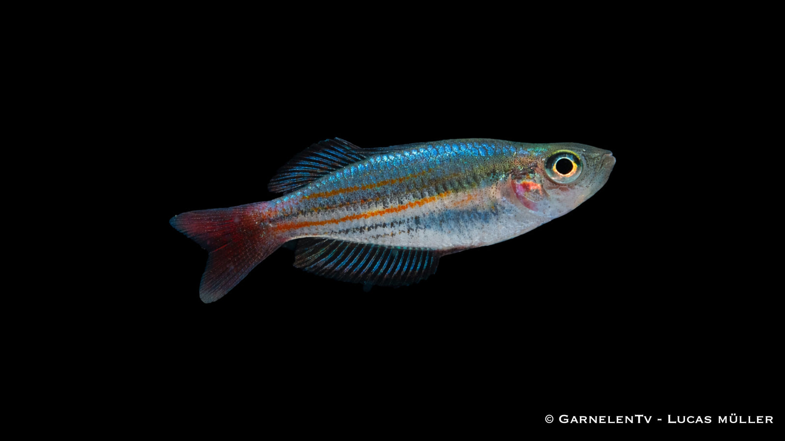 Kleiner Regenbogenfisch - Melanotaenia macculochi