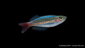 Kleiner Regenbogenfisch - Melanotaenia macculochi