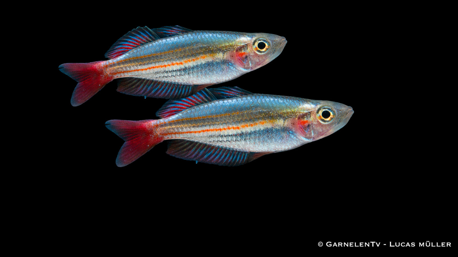 Kleiner Regenbogenfisch - Melanotaenia macculochi