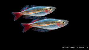 Gruppe von zwei Kleiner Regenbogenfisch - Melanotaenia macculochi