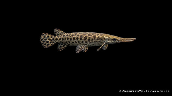 Knochenhecht - Lepisosteus oculatus