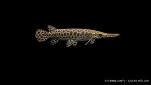 Knochenhecht Lepisosteus oculatus mit langgestrecktem Körper, gepanzerten Schuppen und spitzer Schnauze im großen Süßwasseraquarium