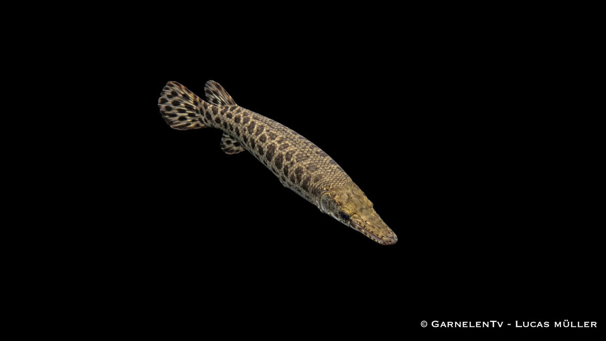 Lepisosteus oculatus als auffälliger Raubfisch mit urtümlicher Körperform, gefleckter Zeichnung und ruhiger Lauerhaltung im Aquarium.