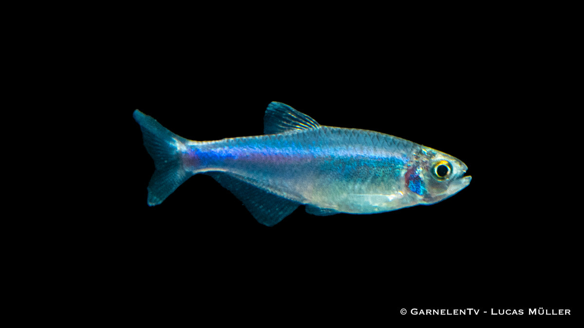 Knodus borki – Aquarienfisch mit auffallendem Blau