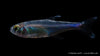 Knodus borki – Fische mit glänzend blauer Farbe