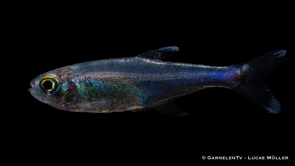 Knodus borki – Fische mit glänzend blauer Farbe