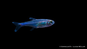 Knodus borki mit beeindruckendem blauen Glanz