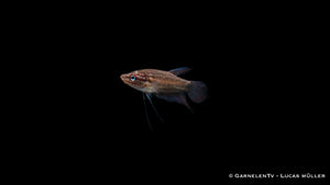 Knurrender Zwerggurami - Trichopsis pumila