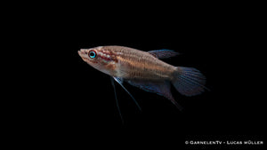 Knurrender Zwerggurami - Trichopsis pumila