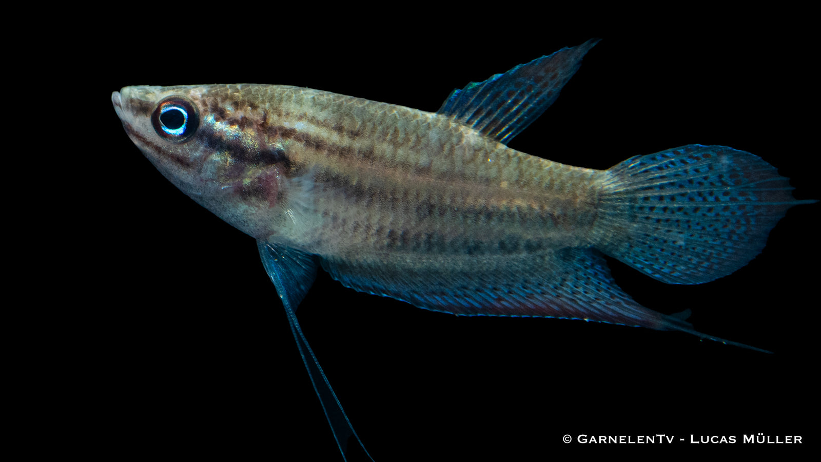 Trichopsis vittata mit schillernden Farben