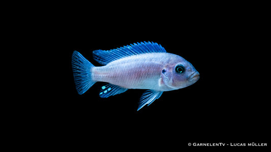 Kobalt Zebrabuntbarsch bright blue - Pseudotropheus callainos