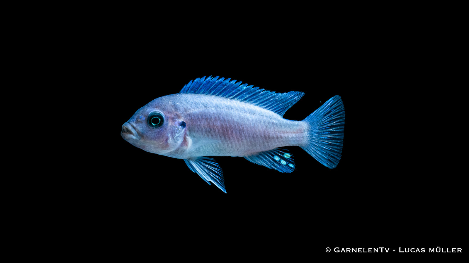 Kobalt Zebrabuntbarsch bright blue - Pseudotropheus callainos