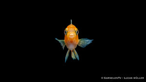 Kobalt-Orange-Buntbarsch - Melanochromis johannii