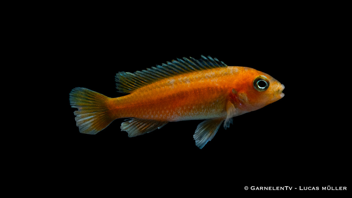 Kobalt-Orange-Buntbarsch - Melanochromis johannii