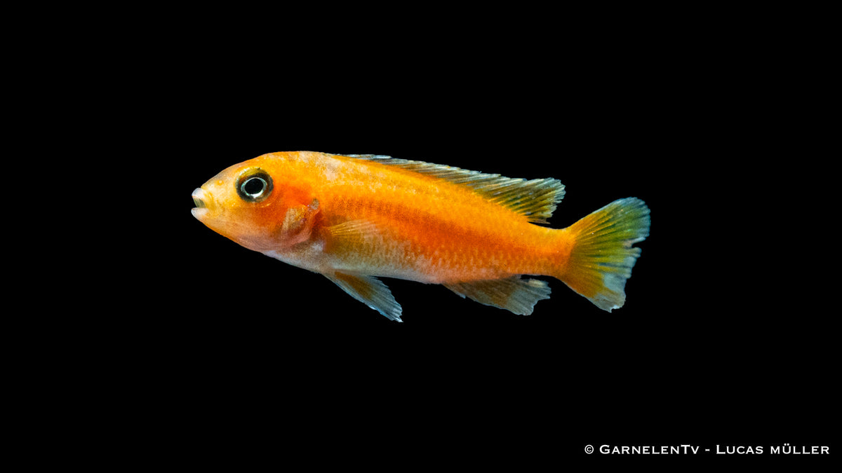 Kobalt-Orange-Buntbarsch - Melanochromis johannii