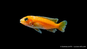 Kobalt-Orange-Buntbarsch - Melanochromis johannii