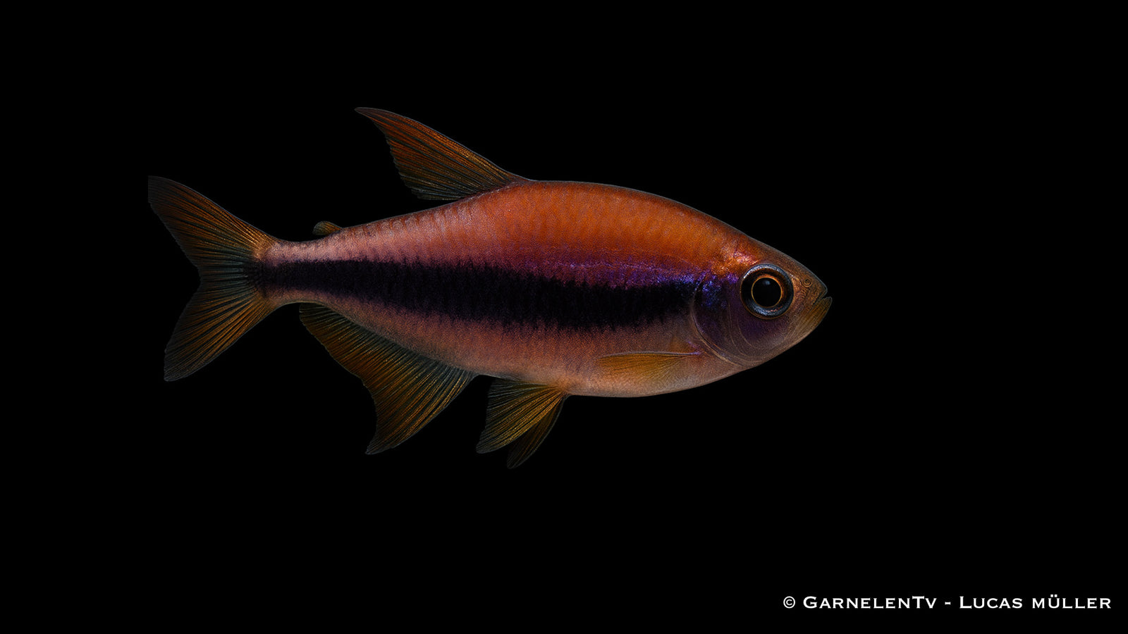 Königssalmler - Inpaichthys kerri