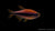 Königssalmler - Inpaichthys kerri