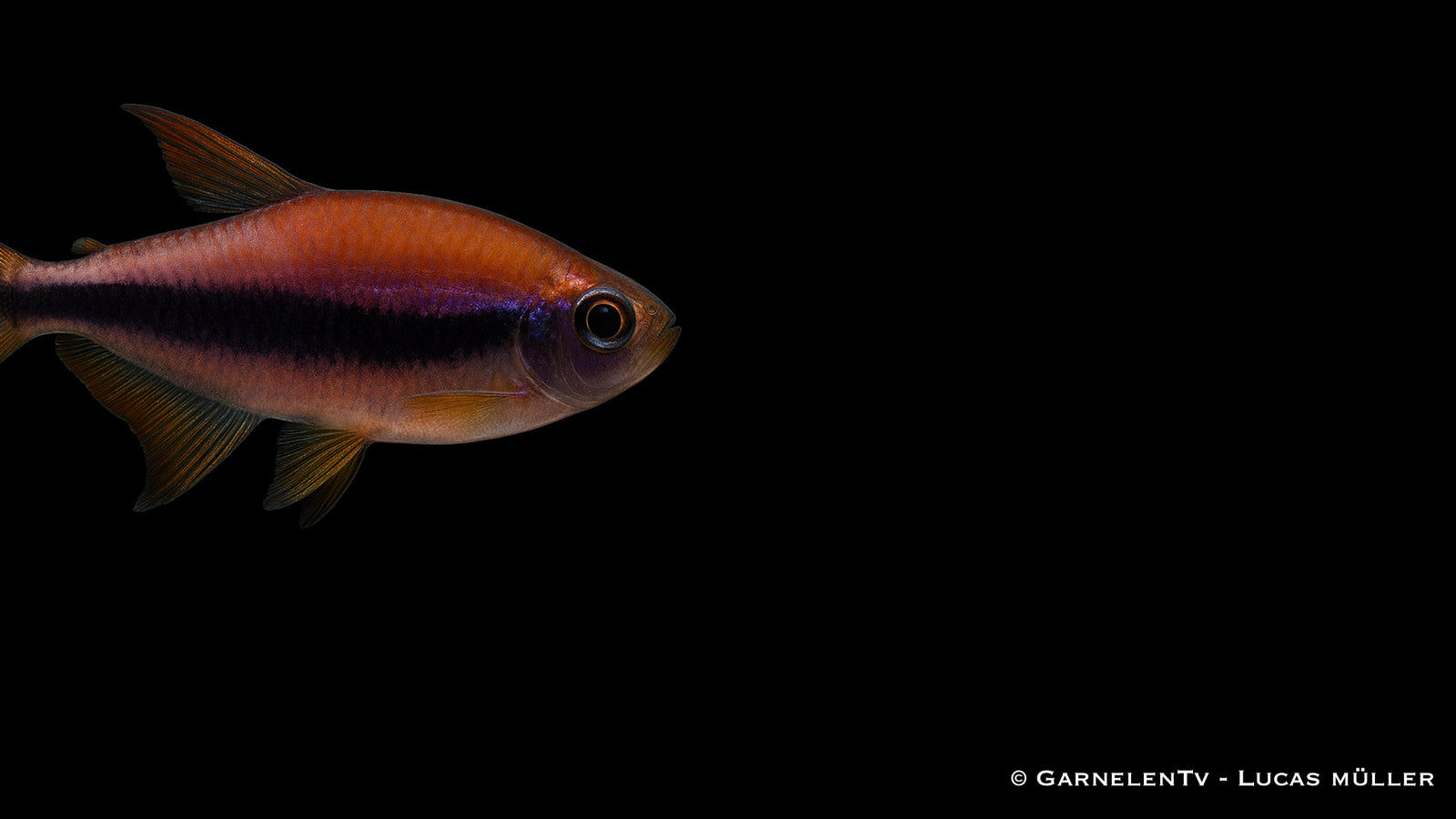 Königssalmler - Inpaichthys kerri