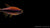 Königssalmler - Inpaichthys kerri