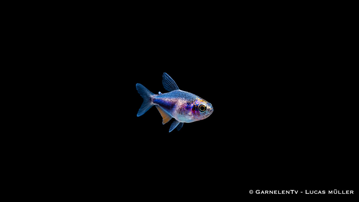 Königssalmler Super Blue DNZ - Inpaichthys kerri super blue