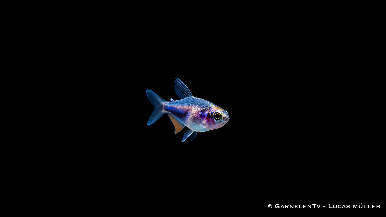 Königssalmler Super Blue DNZ - Inpaichthys kerri super blue