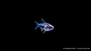 Königssalmler Super Blue DNZ - Inpaichthys kerri super blue