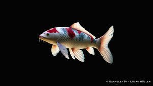 Koi  - Cyprinus Carpio  (20-25cm)