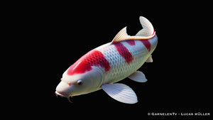 Koi  - Cyprinus Carpio  (20-25cm)