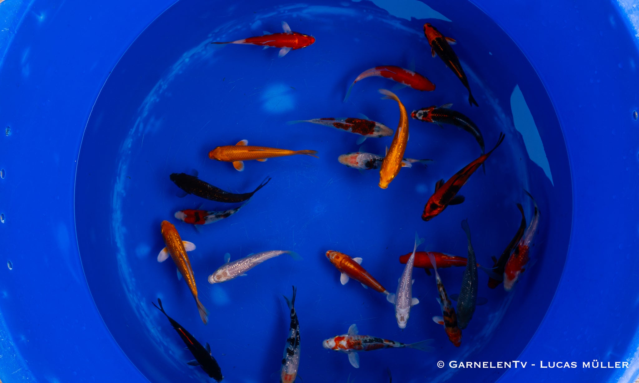 Koi  - Cyprinus Carpio  (12-15 cm)
