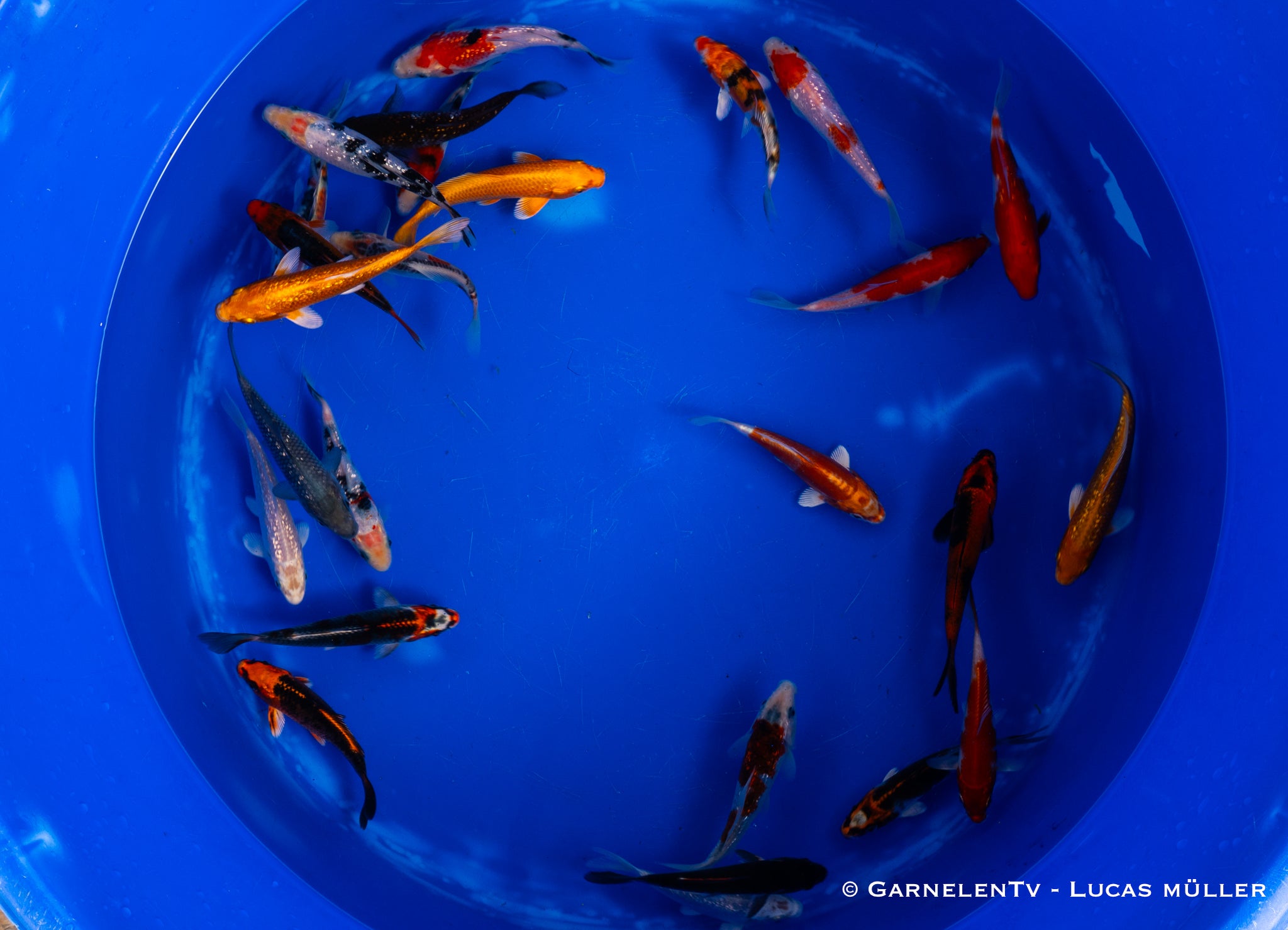Koi  - Cyprinus Carpio  (12-15 cm)