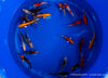 Koi  - Cyprinus Carpio  (12-15 cm)
