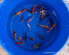 Koi  - Cyprinus Carpio  (12-15 cm)