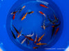 Koi  - Cyprinus Carpio  (12-15 cm)