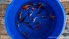 Koi  - Cyprinus Carpio  (12-15 cm)
