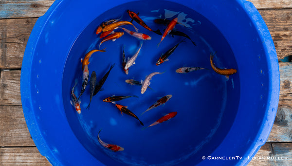 Koi  - Cyprinus Carpio  (12-15 cm)