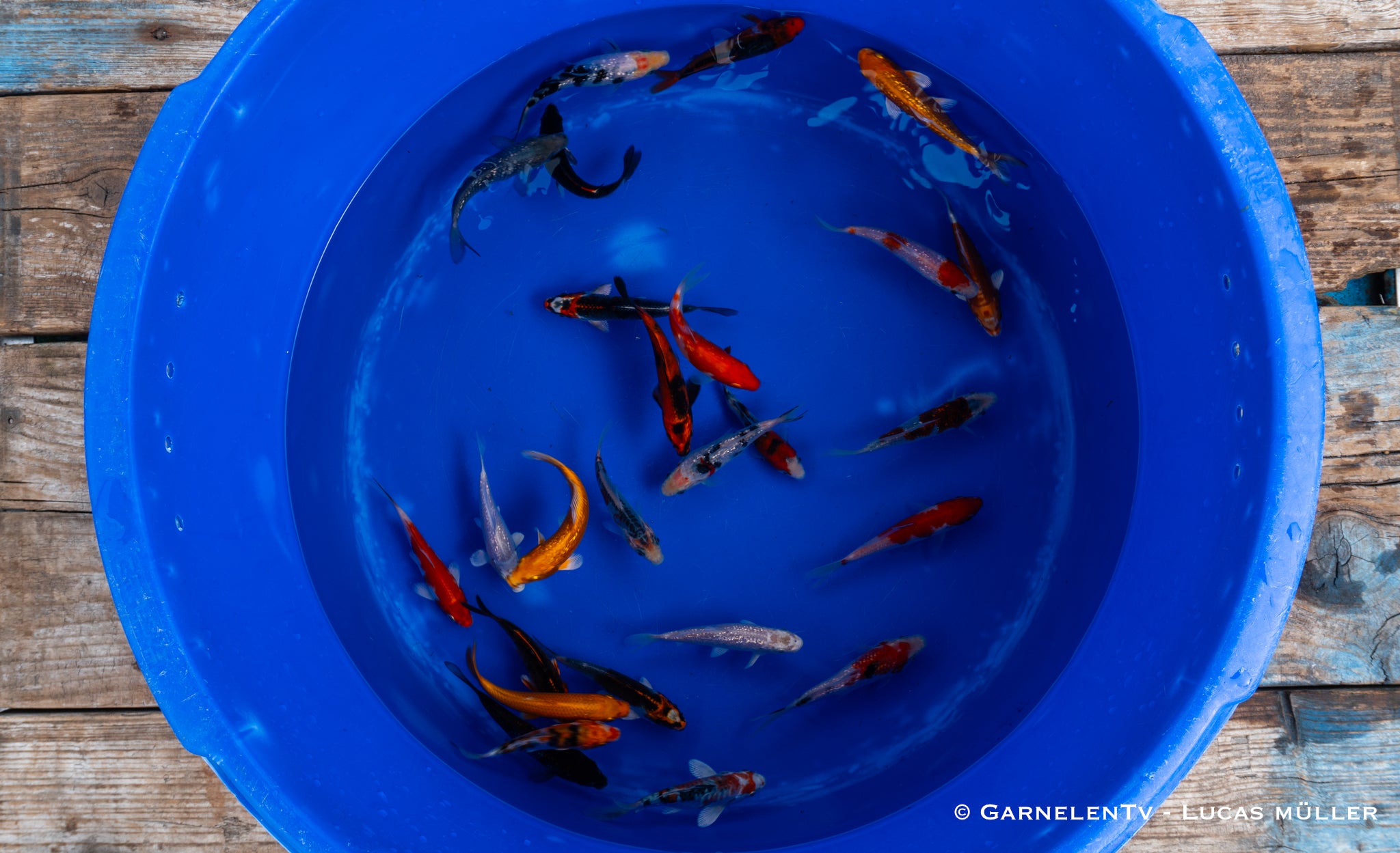 Koi  - Cyprinus Carpio  (12-15 cm)