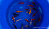 Koi  - Cyprinus Carpio  (12-15 cm)